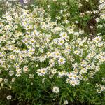 Fleurs - Grande Marguerite Perle des Prés - Graines d'Exception - face recto
